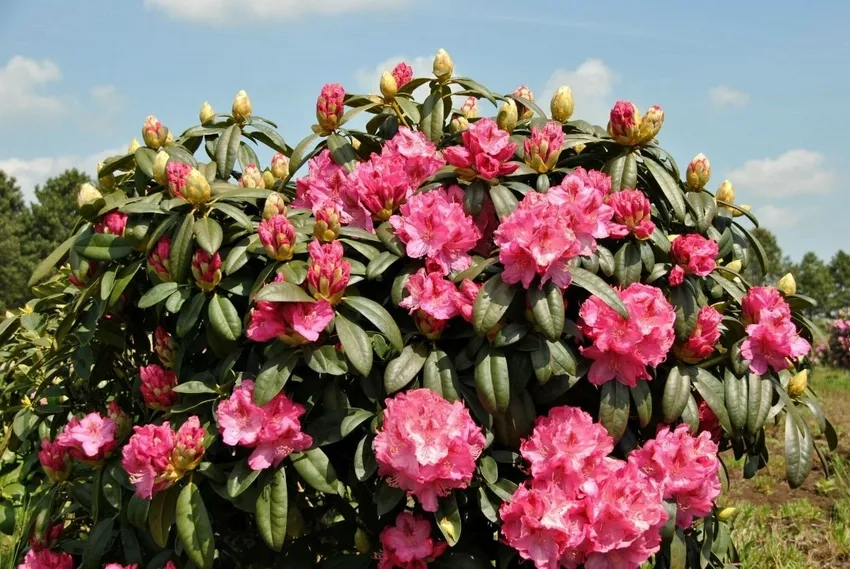 Đỗ quyên sápa bung nở giữa sương sớm tuyệt đẹp