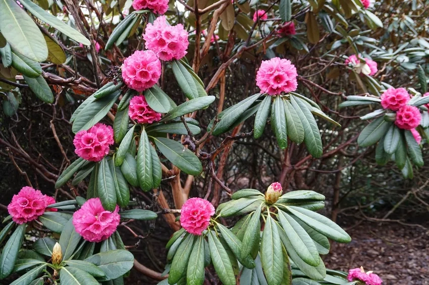 Đỗ quyên cảnh đẹp mắt phù hợp trang trí vườn nhà