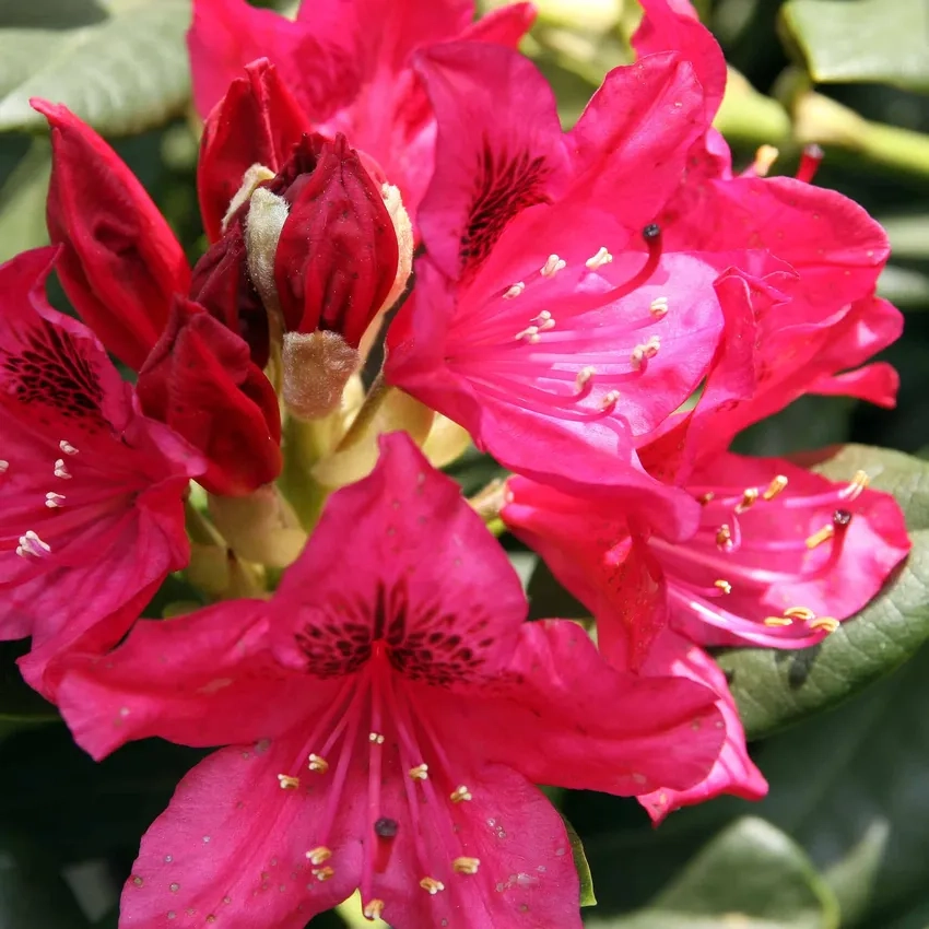 Rhododendron nở hoa tô điểm cho khu vườn thêm sinh động