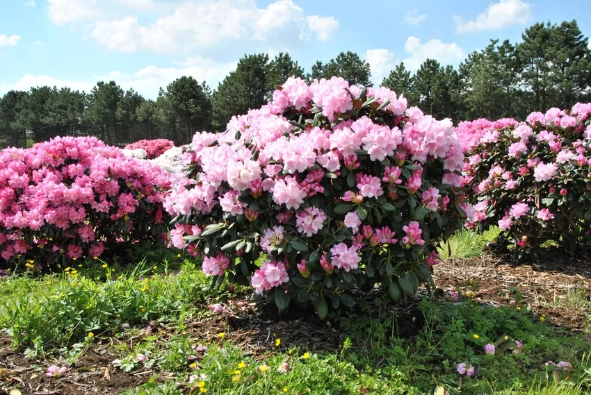 Đỗ quyên bonsai tết mang may mắn và thịnh vượng