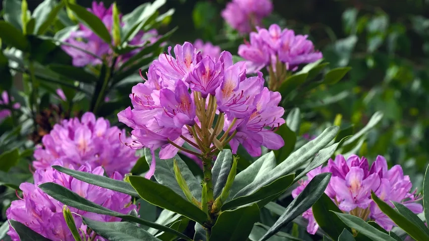 Đỗ quyên chịu bóng phù hợp trồng nơi ít nắng