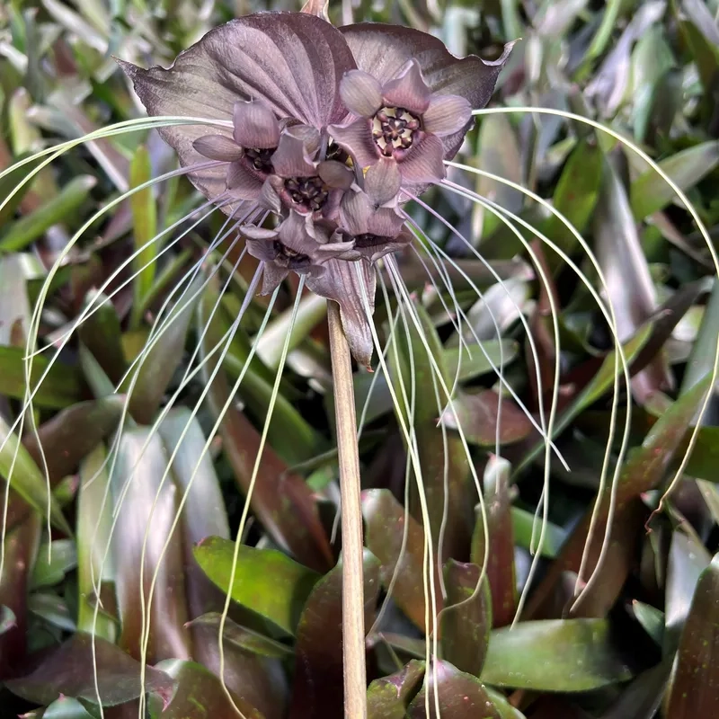 Ý tưởng hình xăm hoa dơi độc đáo