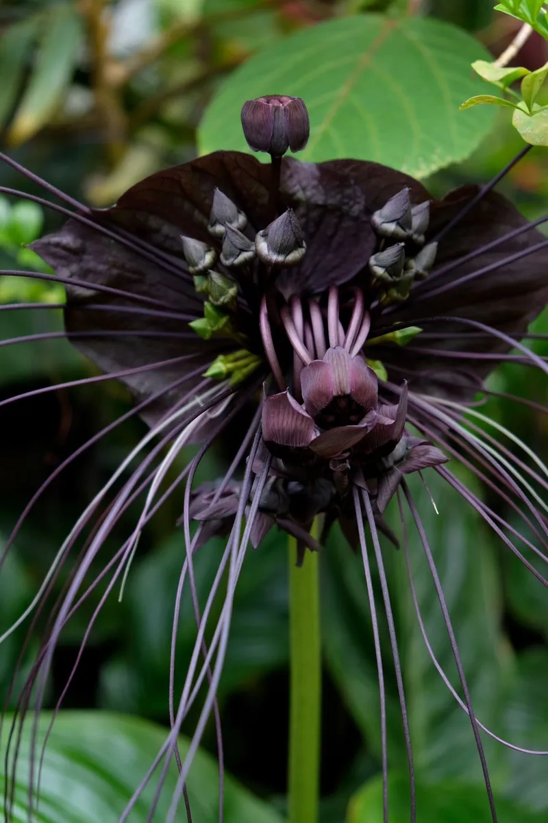 Chiêm ngưỡng hoa dơi đẹp và độc lạ