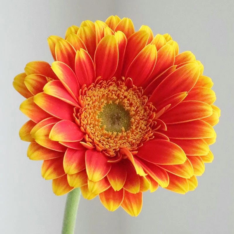 Ý nghĩa hoa đồng tiền mang thông điệp may mắn