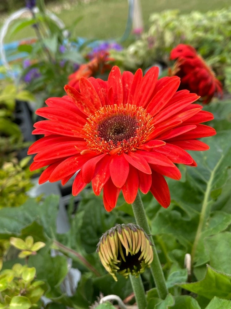 Hướng dẫn cách trồng hoa đồng tiền tại nhà