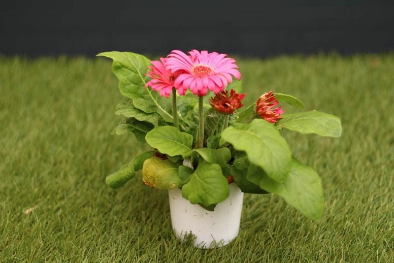 Mẹo chăm sóc hoa đồng tiền luôn tươi lâu