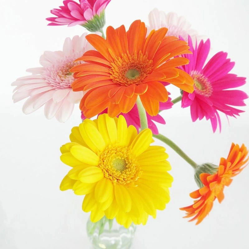 Ngắm sắc hoa đồng tiền Đà Lạt rực rỡ