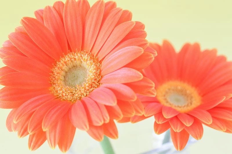 Khám phá các màu sắc hoa đồng tiền phong phú