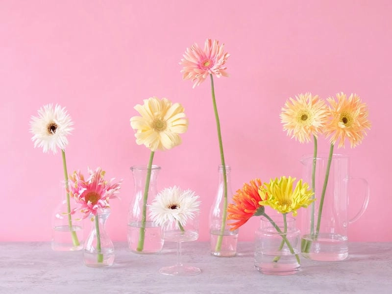 Hoa đồng tiền hiếm mang vẻ đẹp thu hút