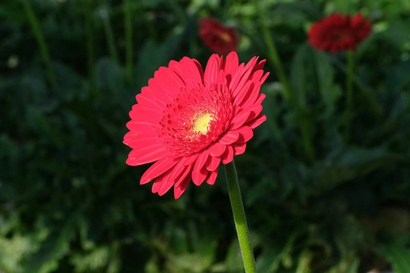 Sắc hoa đồng tiền hồng ngọt ngào rạng rỡ