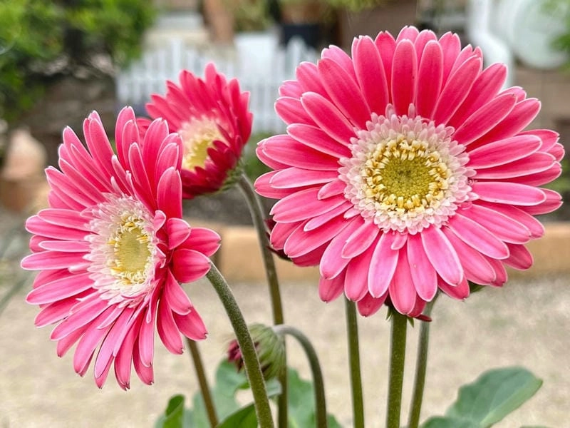 Ngắm vẻ thanh khiết của hoa đồng tiền trắng