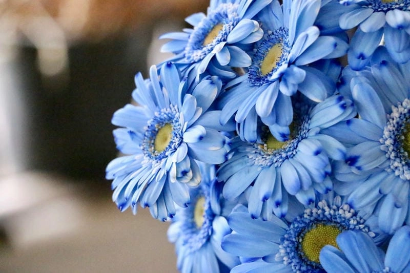 Hoa đồng tiền đỏ rực rỡ cho ngày thêm may mắn