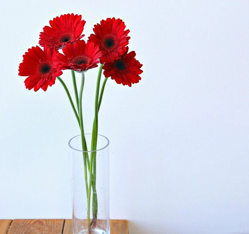 Cắm hoa đồng tiền đẹp trang trí không gian sống