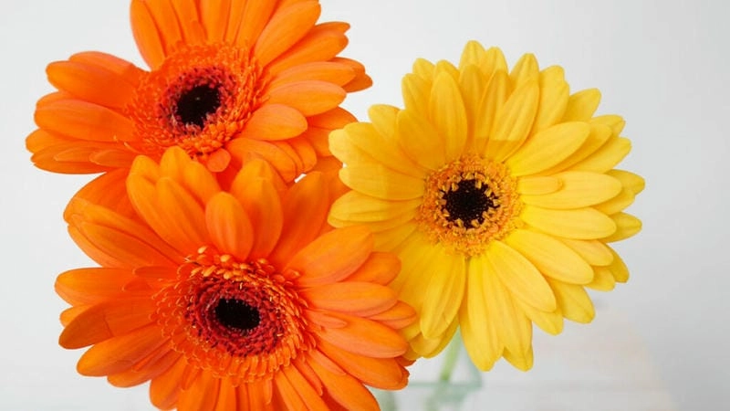 Chậu hoa đồng tiền mini xinh xắn cho bàn làm việc