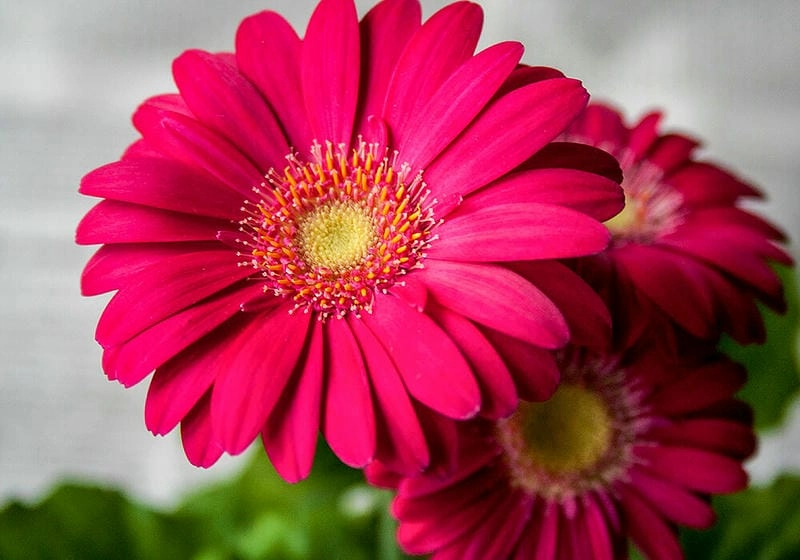 Hoa đồng tiền tết rực rỡ mang phú quý