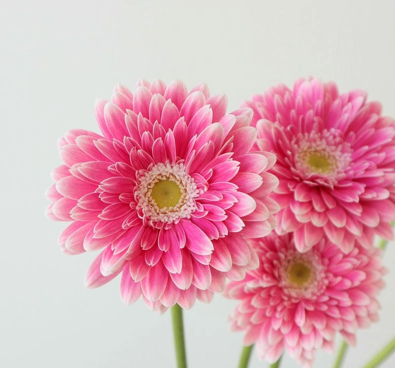 Lãnh đạo hoa đồng tiền lựa chọn cho không gian sang