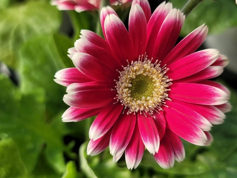 Cây hoa đồng tiền dễ trồng và chăm sóc tại nhà