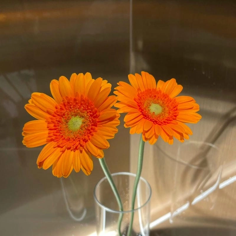 Mua bán hoa đồng tiền online nhanh chóng tiện lợi