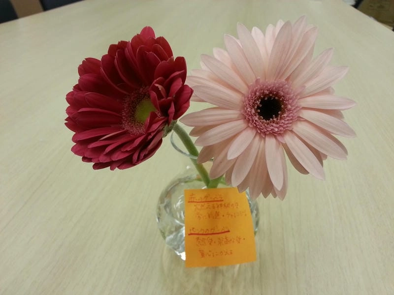 Mua cây hoa đồng tiền tươi khỏe trang trí nhà cửa