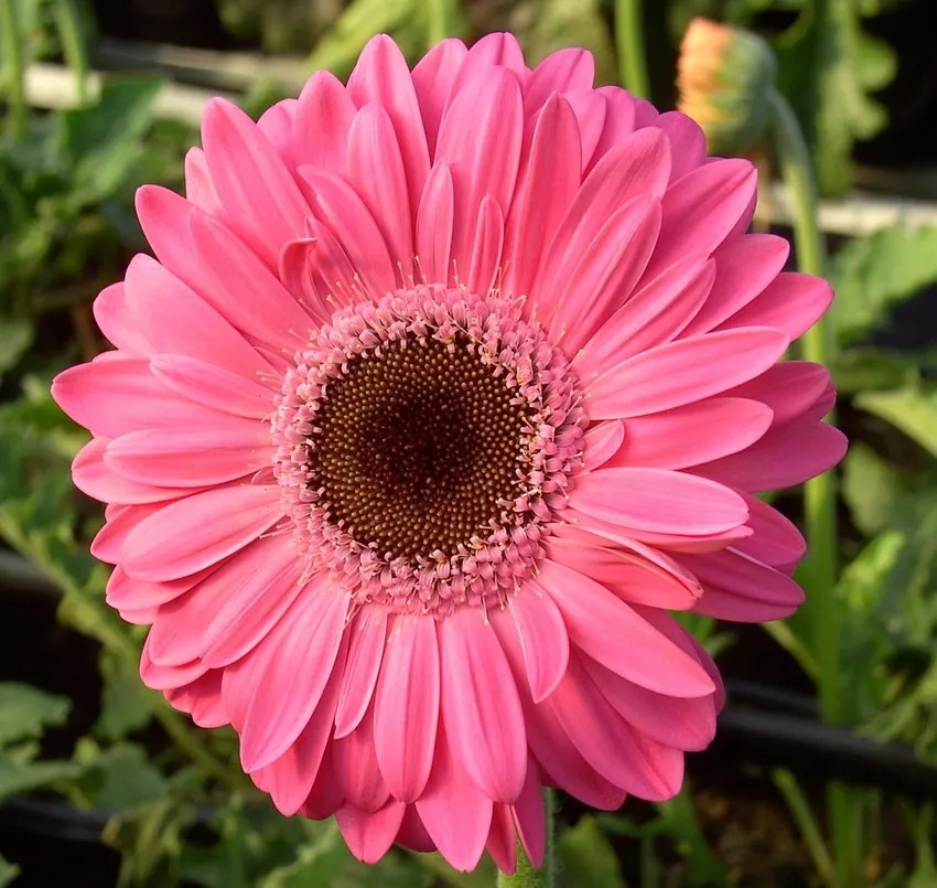 Hoa đồng tiền may mắn đem lại niềm vui hạnh phúc