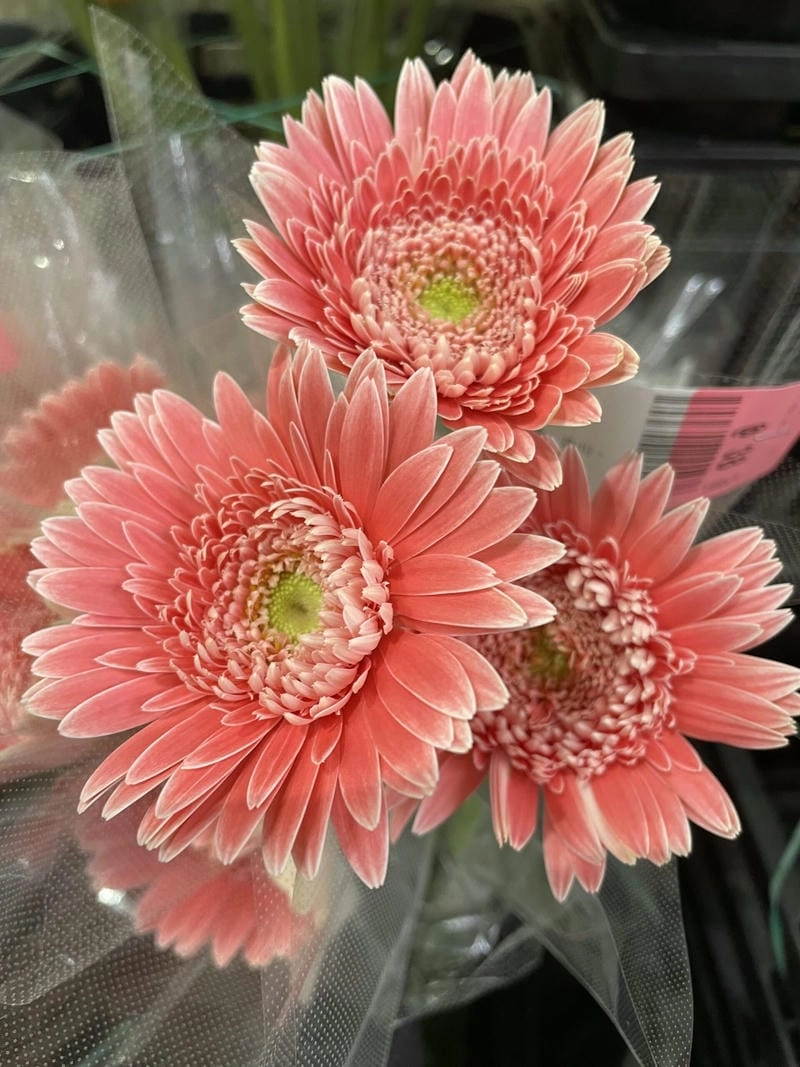 Hoa đồng tiền Full HD rạng rỡ và sống động