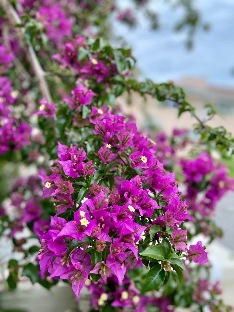 Vẻ đẹp khó cưỡng của hoa giấy đẹp