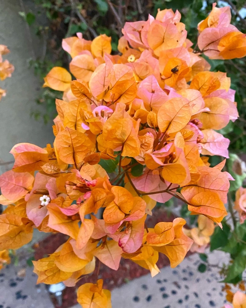 Ngắm nhìn sắc màu qua ảnh hoa giấy