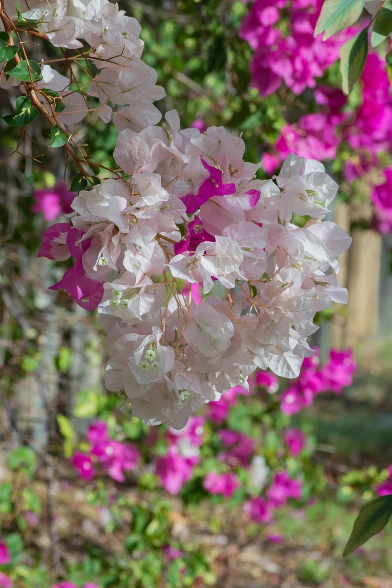 Lưu giữ khoảnh khắc với hình ảnh hoa giấy