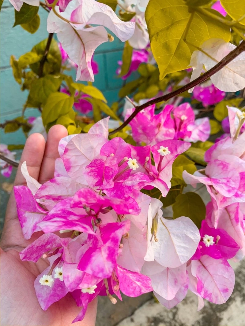 Nét đẹp sắc nét từ hoa giấy 4k