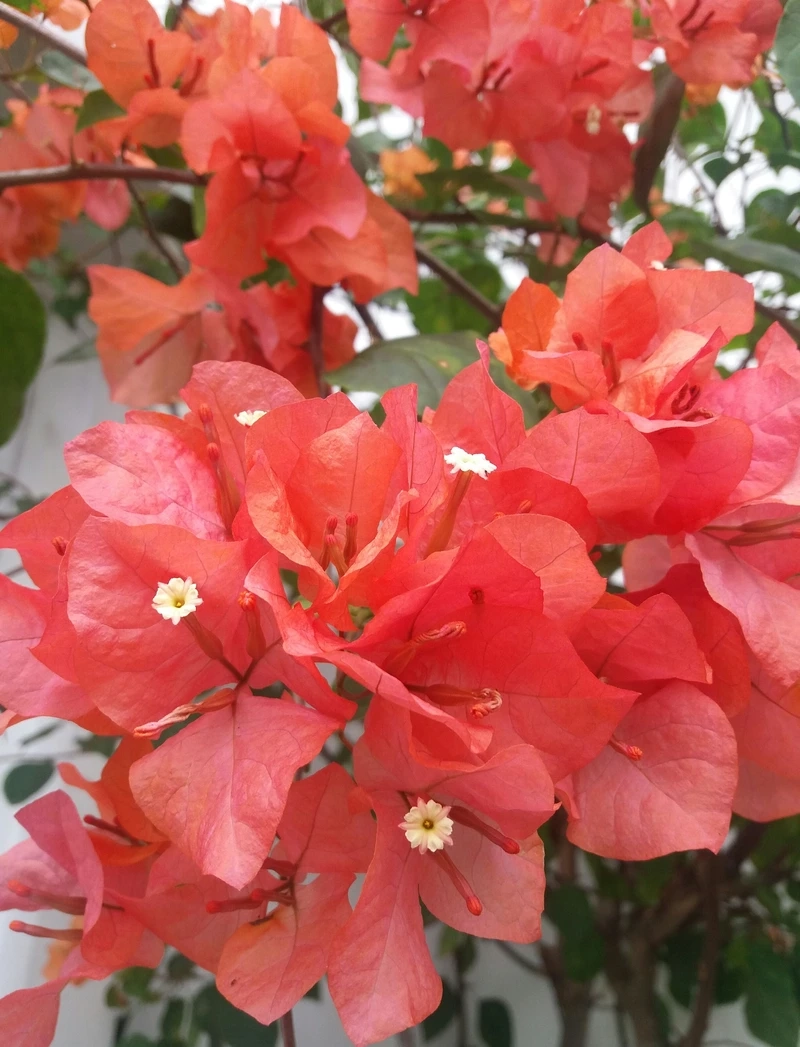 Vẻ đẹp biểu tượng của hoa giấy tượng trưng