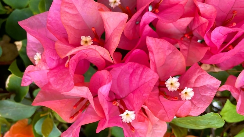 Trang trí không gian với hoa giấy hình nền