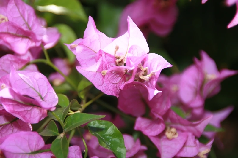 Vẻ đẹp kiêu sa của hoa giấy lộng lẫy