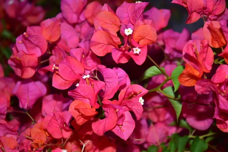 Ngắm nhìn vẻ tinh khôi của hoa giấy đẹp nhất