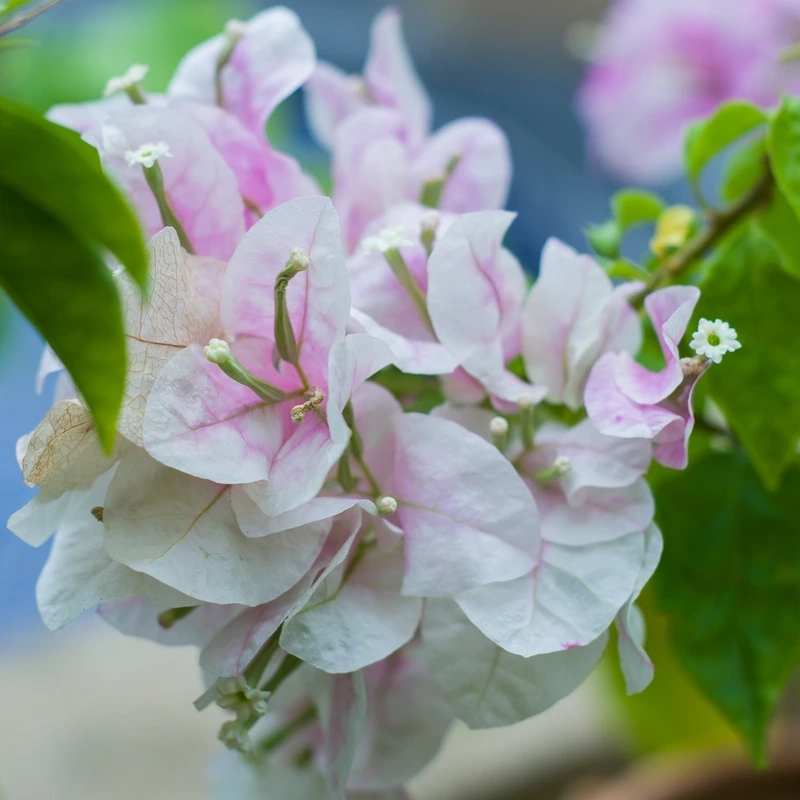 Tìm kiếm vẻ đẹp độc lạ từ hoa giấy hiếm