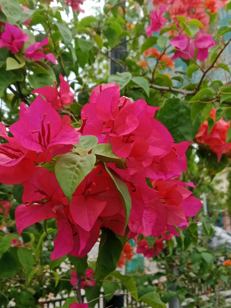 Khơi nguồn cảm hứng từ hoa giấy nghệ thuật