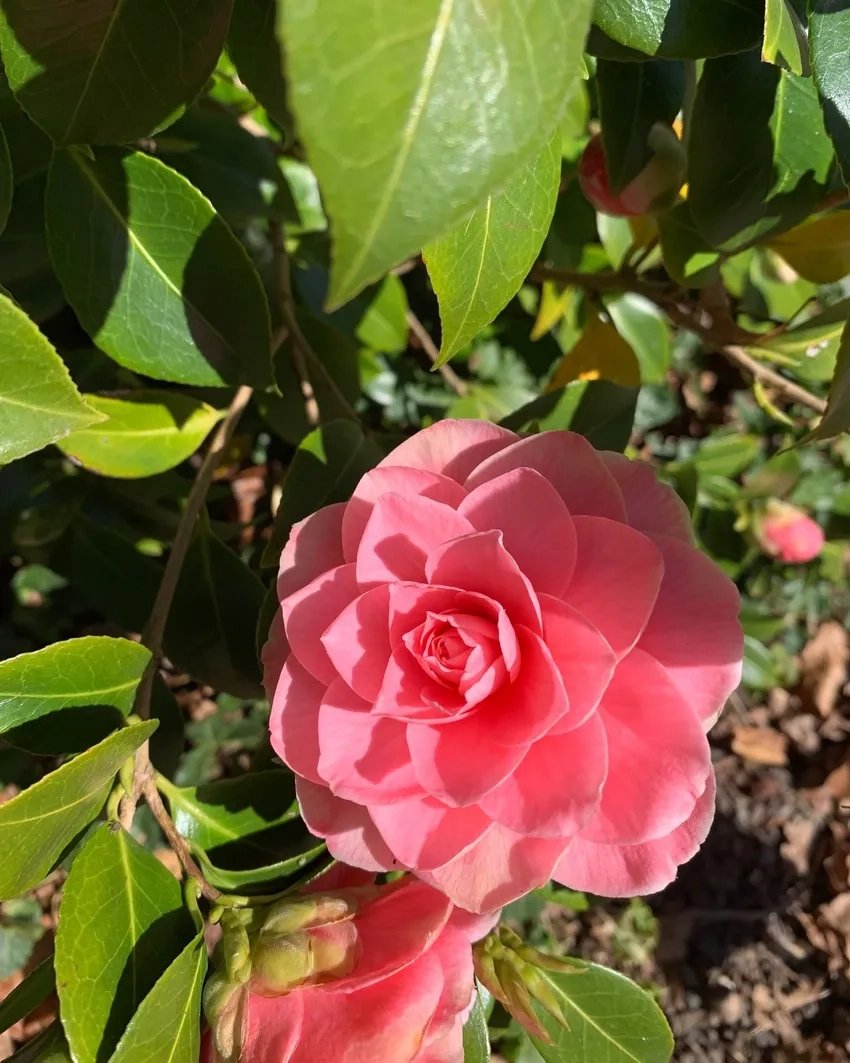 Khám phá ý nghĩa hoa hải đường trong phong thủy và tình yêu