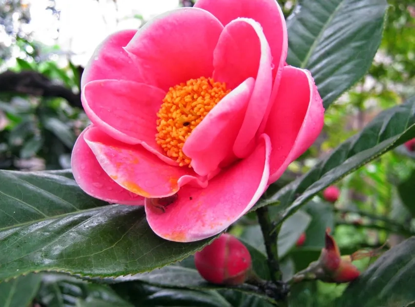 Hoa hải đường phong thủy mang may mắn và tài lộc