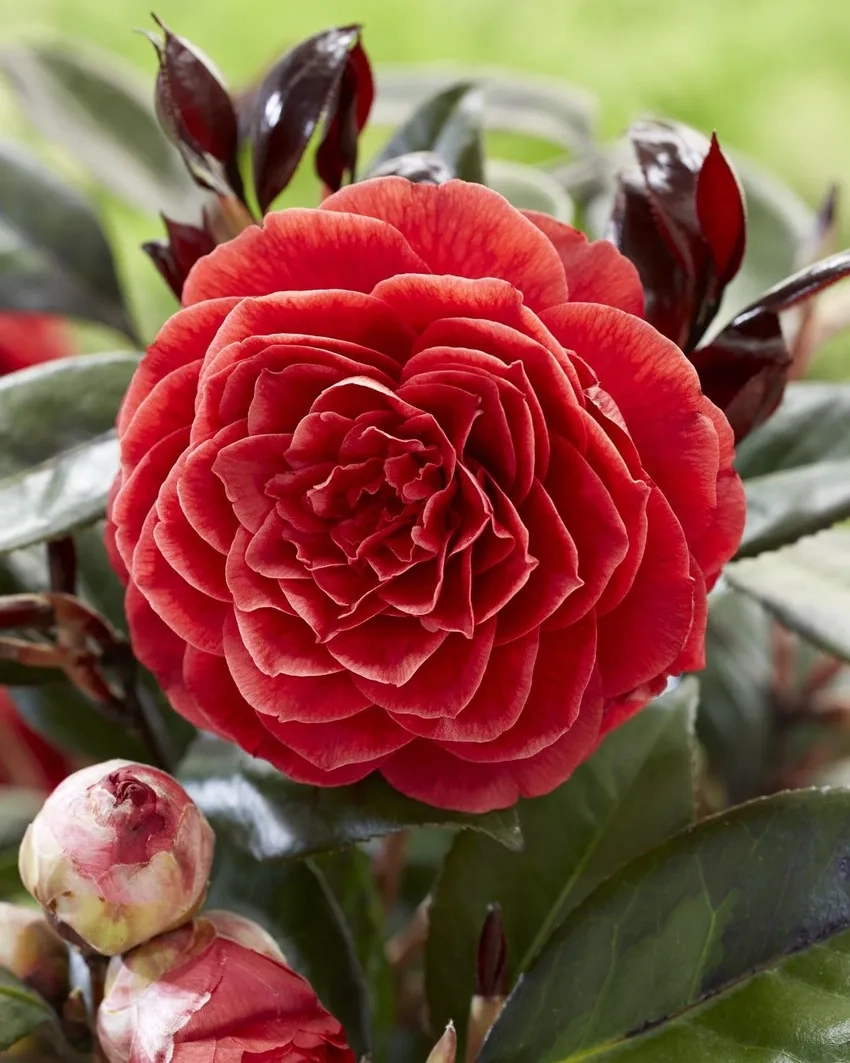 Cách chăm sóc hoa hải đường để nở rực rỡ mỗi mùa