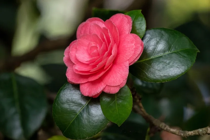 Tìm hiểu tên khoa học hoa hải đường hải đường Camellia