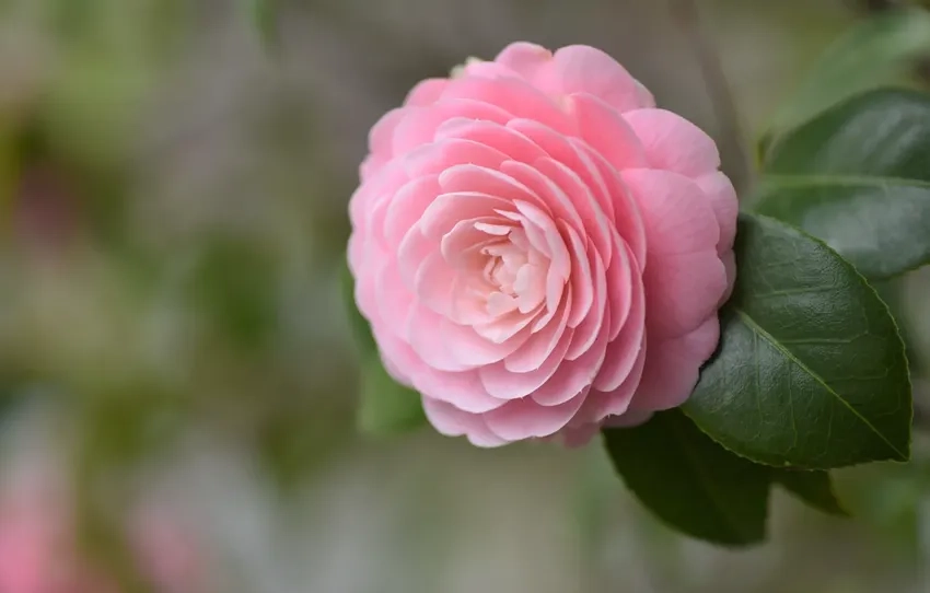 Hoa hải đường hợp mệnh mang may mắn và tài lộc cho gia chủ