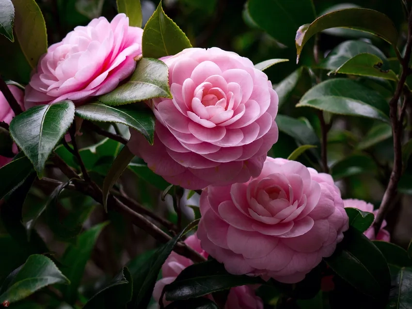 Cách chăm sóc cây hải đường xanh tốt và hoa nở rực rỡ