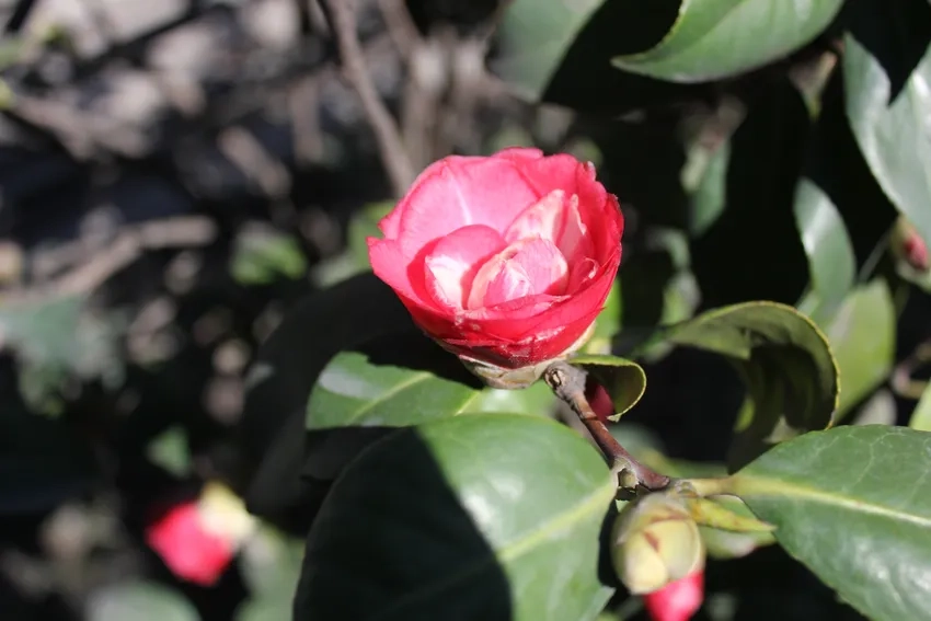 Ngắm hoa hải đường rực rỡ chào xuân về