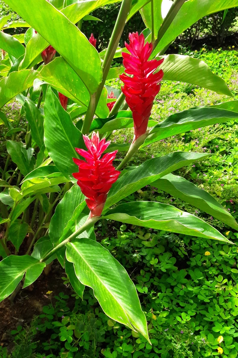 Ý nghĩa của hoa hạnh phúc 