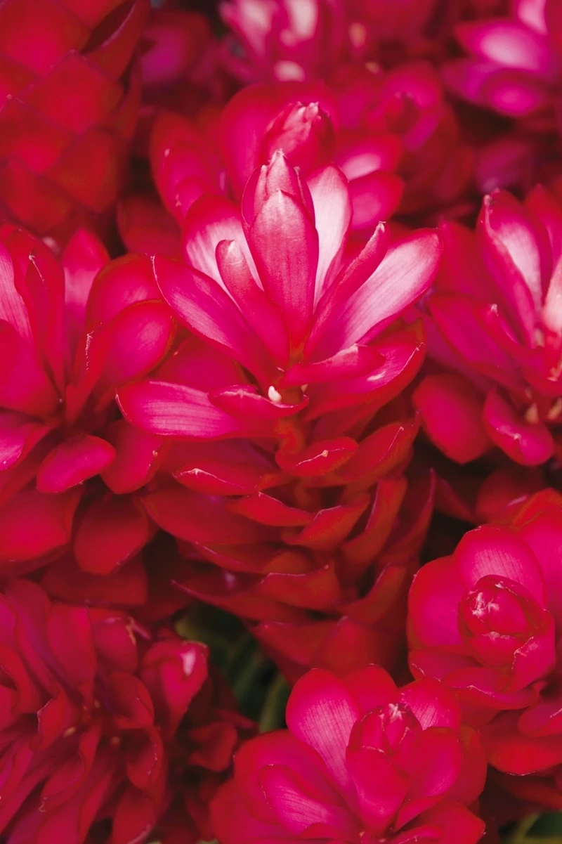 Ngắm nhìn vẻ đẹp rực rỡ của bông hoa hạnh phúc