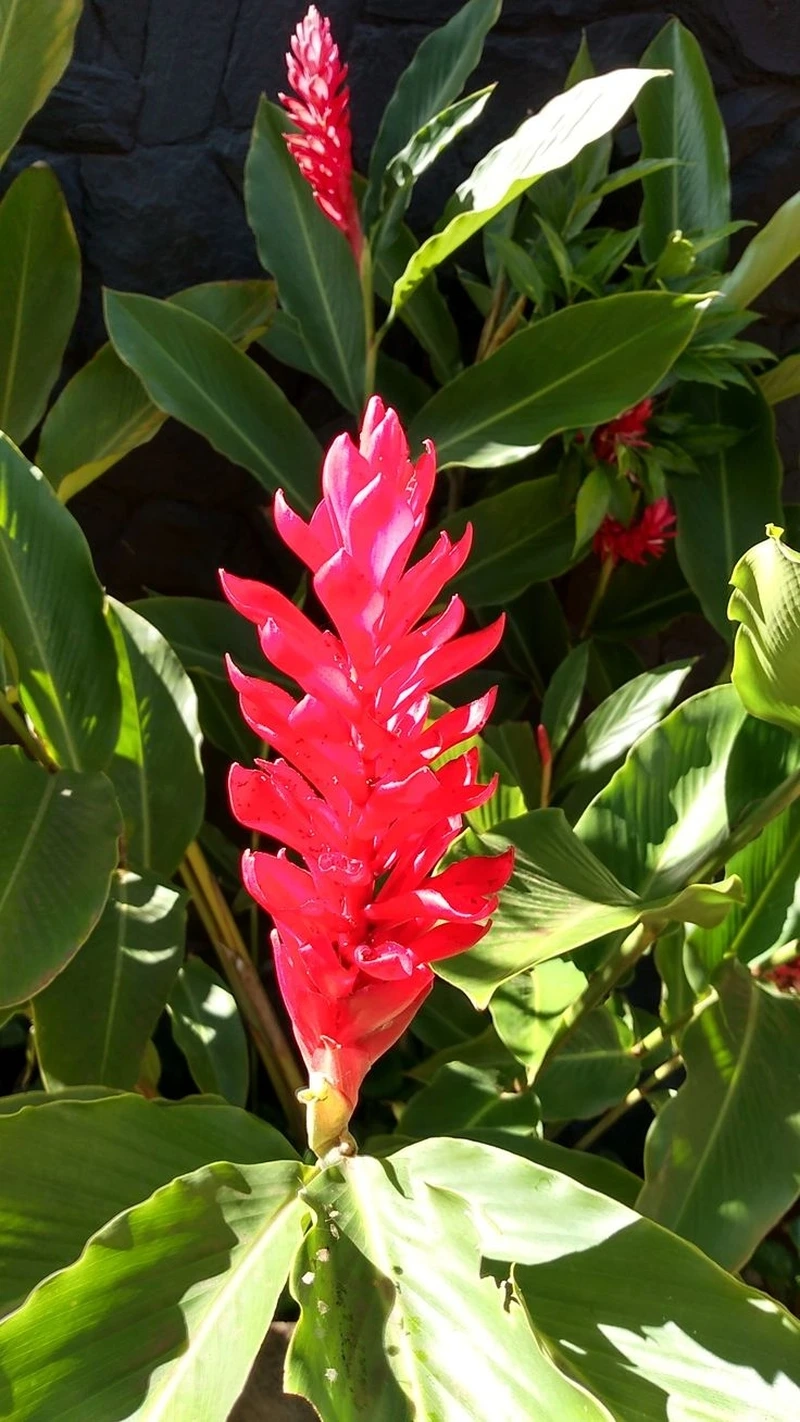 Dáng thế cây hoa hạnh phúc bonsai cực nghệ thuật