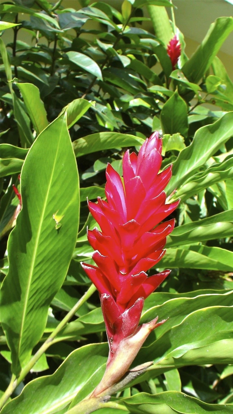 Bạn đã bao giờ thấy cây hạnh phúc có hoa chưa