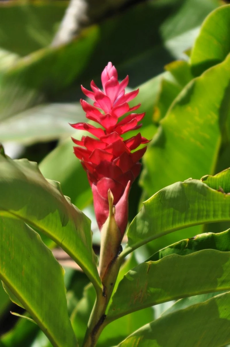 Sắc thắm cây hạnh phúc hoa đỏ mang lại may mắn