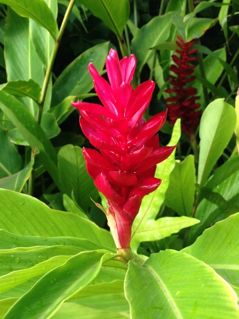 Bí quyết chăm sóc để cây hạnh phúc ra hoa đẹp