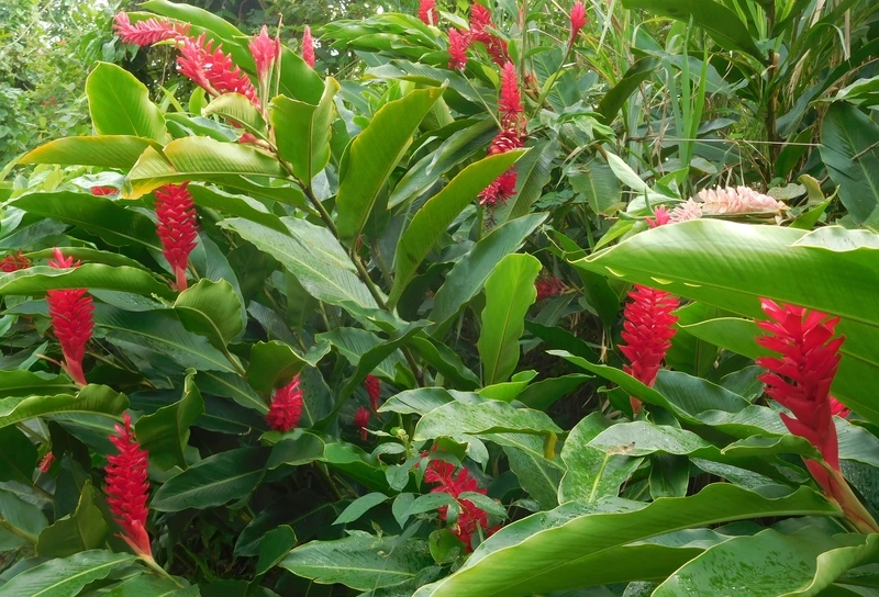 Chiêm ngưỡng hình ảnh cây hoa hạnh phúc độc lạ