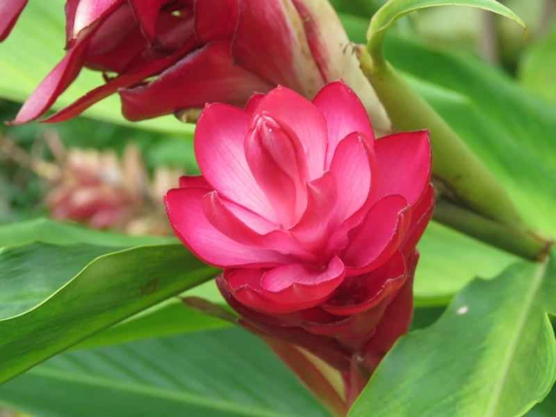 Mẫu hoa hạnh phúc để bàn làm việc xinh xắn